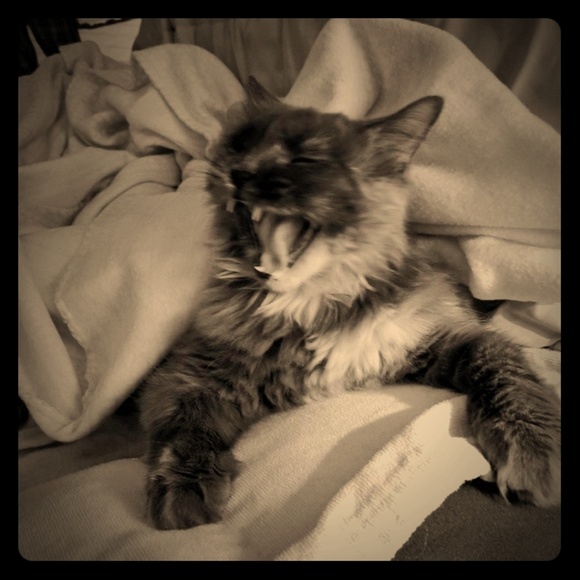 Precious - Picture 1 of 1